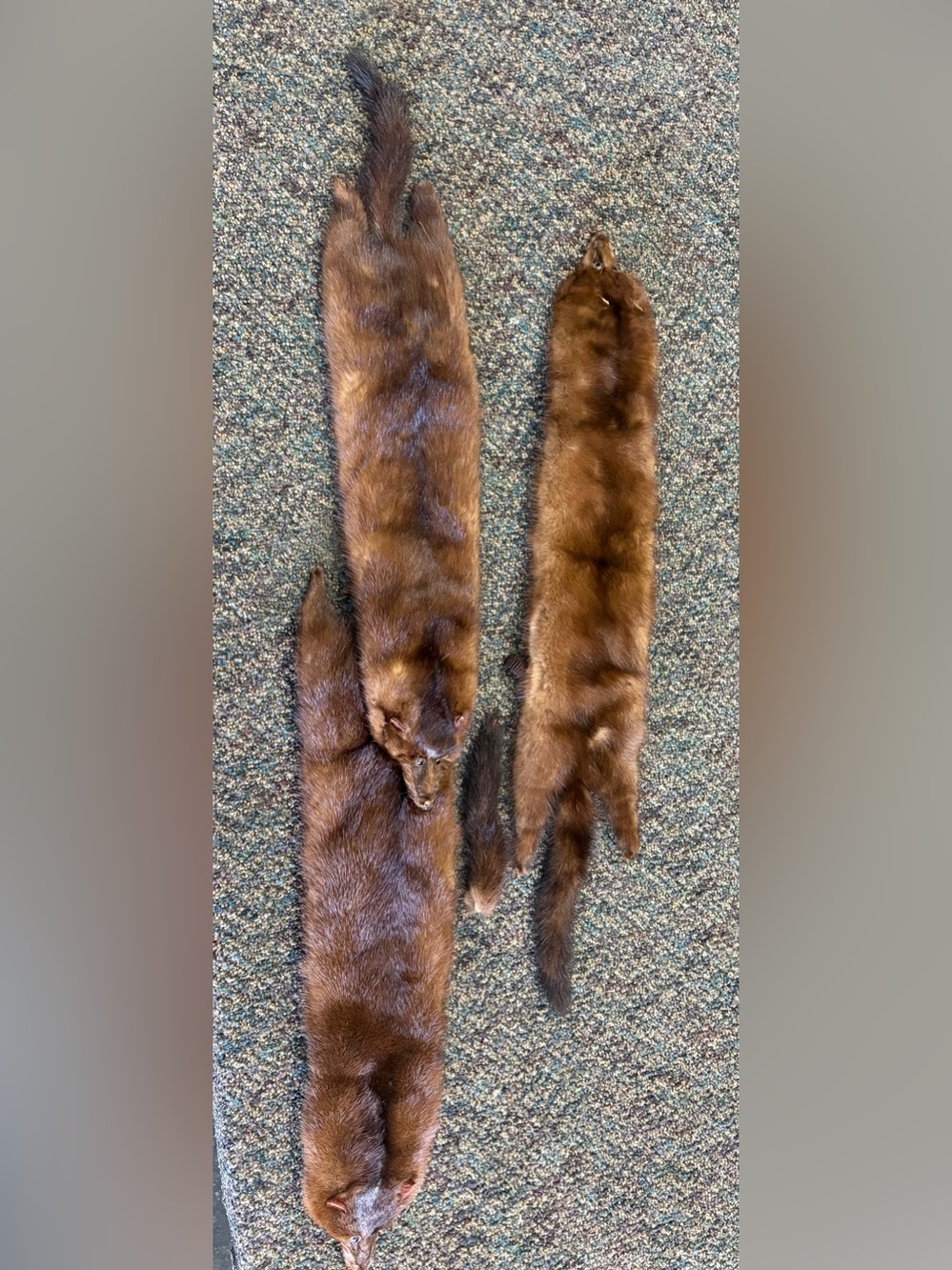 Vintage Brown Marten authentic fur pelts